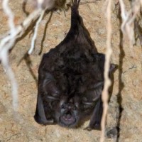 Rhinolophidae
